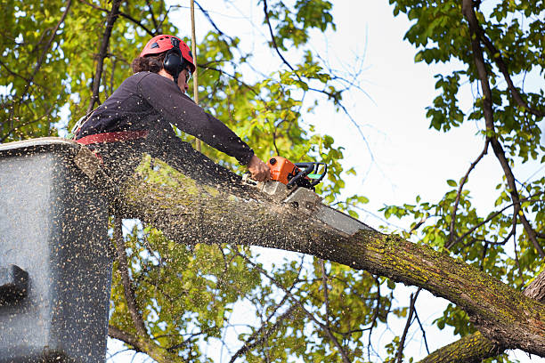 How Our Tree Care Process Works  in  Green Oaks, IL